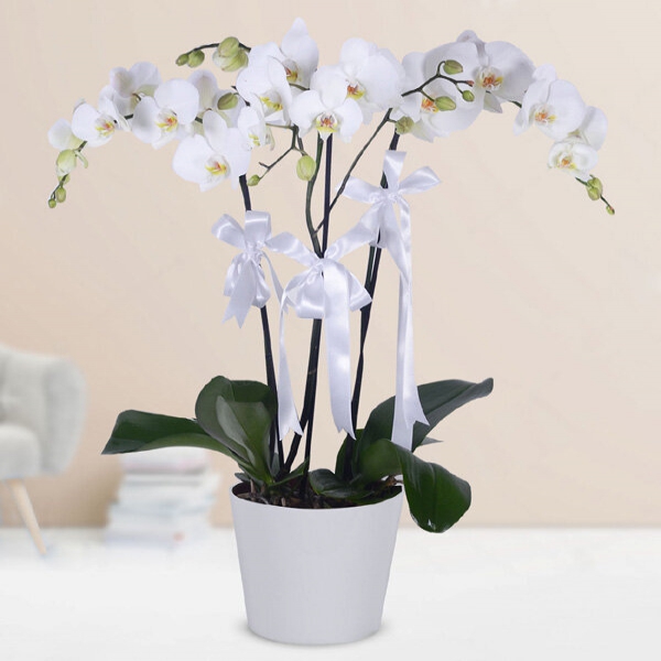 Seramik Saksıda 3 Dallı Beyaz Orkide Resim 1