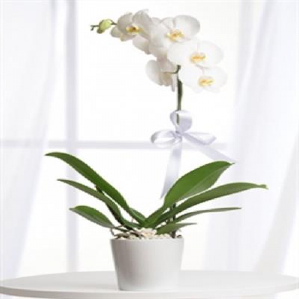 Seramikte Tek Dallı Beyaz Orkide Resim 1