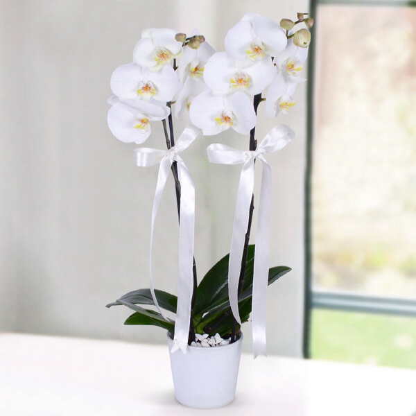 Seramik Vazoda Çift Dallı Beyaz Orkide